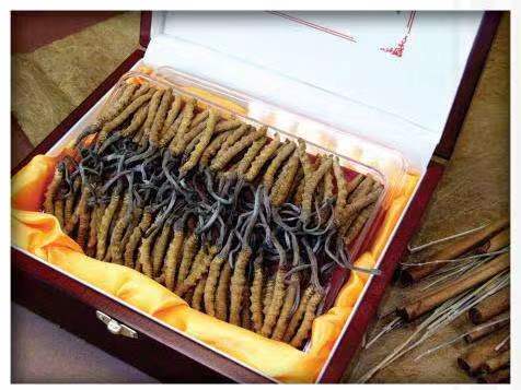 石壁镇冬虫夏草回收